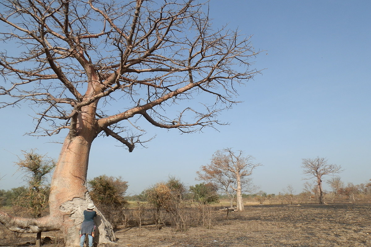 La Sabana de Baobabs
El Parque Nacional de Arly se encuentra ubicado al sureste de Burkina Fasso, frontera con Benin, siendo el l&iacute;mite entre los dos pa&iacute;ses el r&iacute;o Pendjari, afluente del r&iacute;o Volta, que daba nombre a la antigua colonia francesa del pa&iacute;s, Alto Volta. El Pendjar&iacute; tiene una extensa llanura aluvial que durante la estaci&oacute;n lluviosa de abril a septiembre, se inunda. En la estaci&oacute;n seca esta superficie est&aacute; ocupada por diferentes tipos de sabanas: herb&aacute;ceas, la m&aacute;s cercana al r&iacute;o, arboladas, arbustivas y boscosas (en las partes m&aacute;s elevadas dela llanura). Cerca del r&iacute;o, a unos 300metros, se encuentra esta sabana de baobabs (Adansonia digitata), que ha sufrido un incendio recientemente (algo habitual en estos ecosistemas). Este &aacute;rbol, inmortalizado en El Principito de Saint Exupery, ocupa aquellos lugares donde hay agua disponible en el subtrato, ya que el acumula esa agua en el tronco. Los elefantes conocedores de esto, arrancan la corteza, como se puede observar en la foto, para hidratarse al comerla. Esta condici&oacute;n del baobab hace que los poblados de Burkina se localicen d&oacute;nde est&aacute;n estos gigantes, ya que son indicadores de presencia de agua en el subsuelo en estos medios semi&aacute;ridos, y forman parte del paisaje junto a las caba&ntilde;as en la sabana.